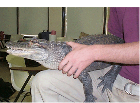 alligatortemp.gif (89988 bytes)