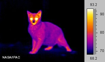 cat1_ir.jpg (10046 bytes)